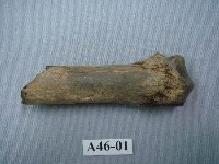 藏品(虎掌骨下端關節)的圖片